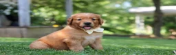 Golden Retriever dogs for sale: Ollie - Ad 4