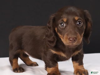 Dachshund dogs Cocoa - Ad 27