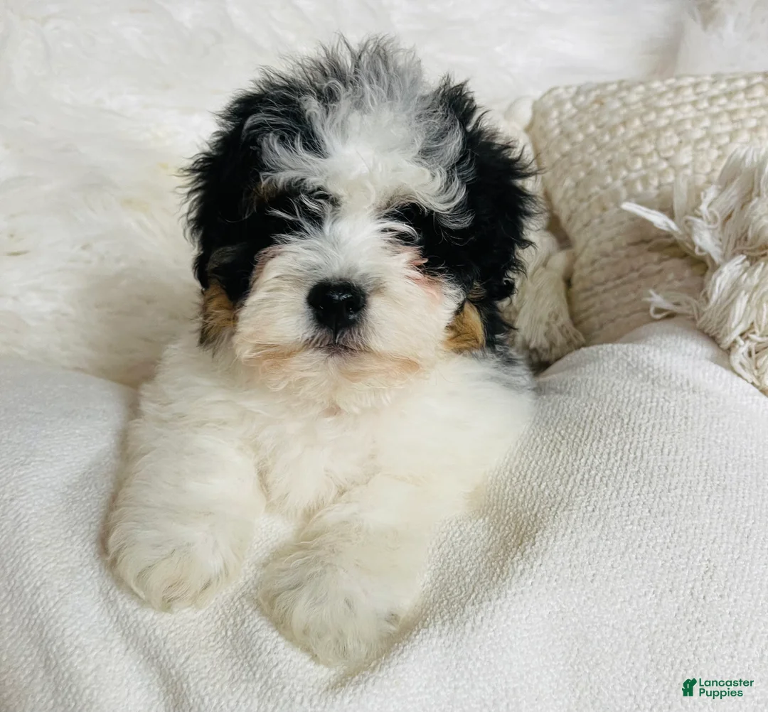 Mixed Breed dogs for sale: “Armani”-SPRING BREAK SALE - Ad 7