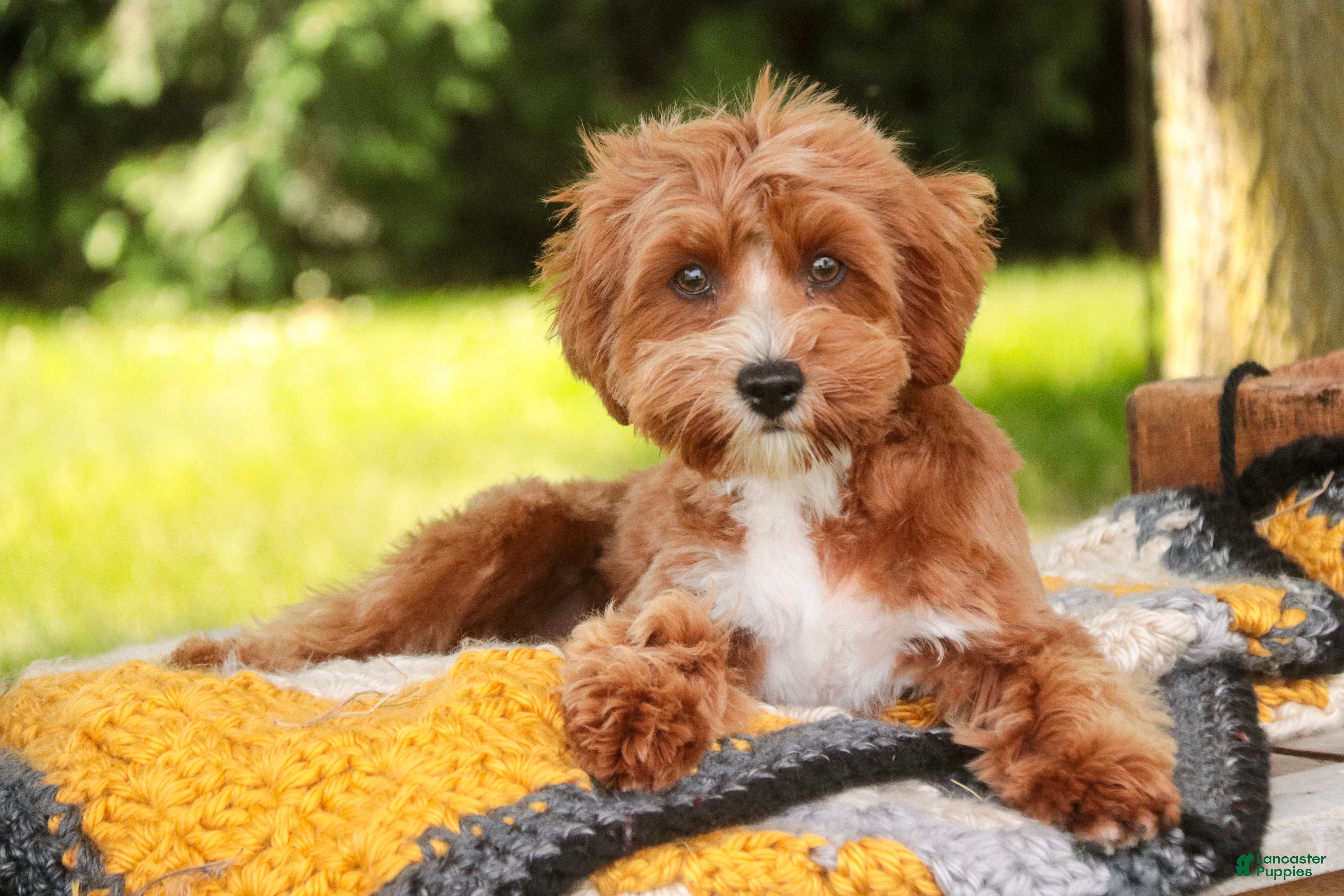 Cavapoo dogs Harper - Ad 2