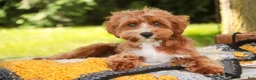 Cavapoo dogs for sale: Harper - Ad 2