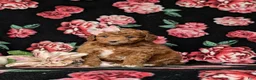 Mini Goldendoodle dogs for sale: Teva 9 lbs Full Grown - Ad 1