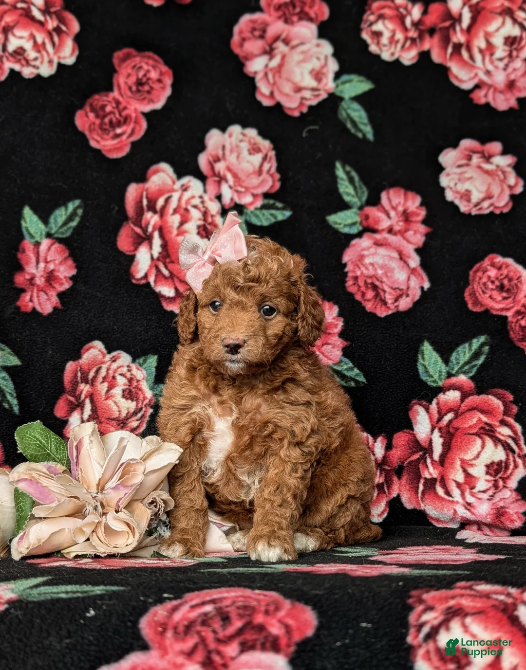 Mini Goldendoodle dogs for sale: Teva 9 lbs Full Grown - Ad 1