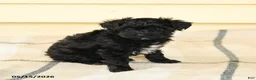 Yorkiepoo dogs for sale: Celeste - Ad 2