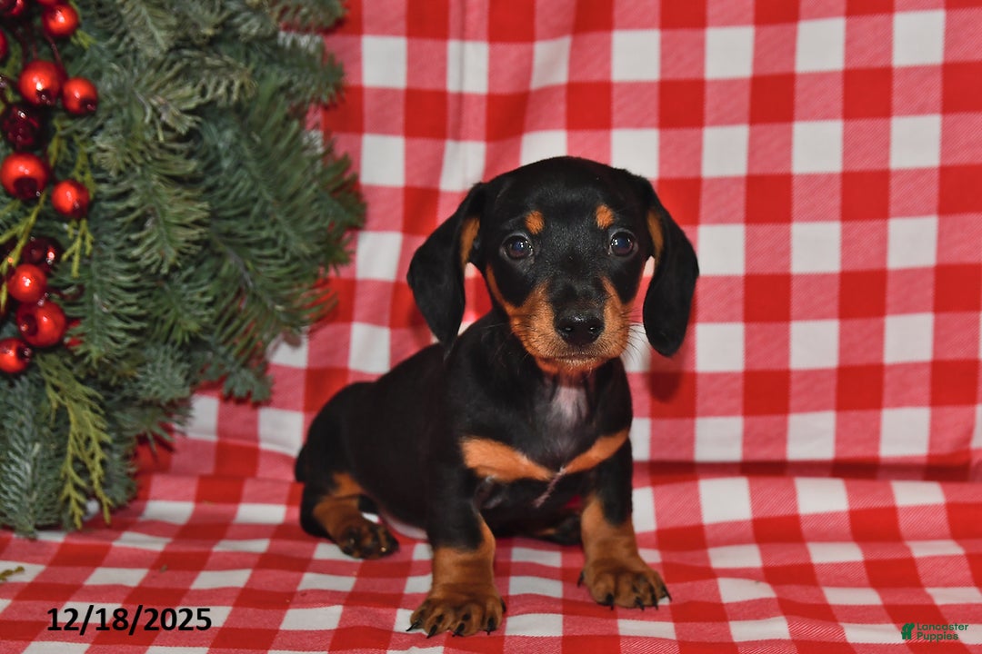 Miniature Dachshund dogs for sale: Wiggles - Ad 3