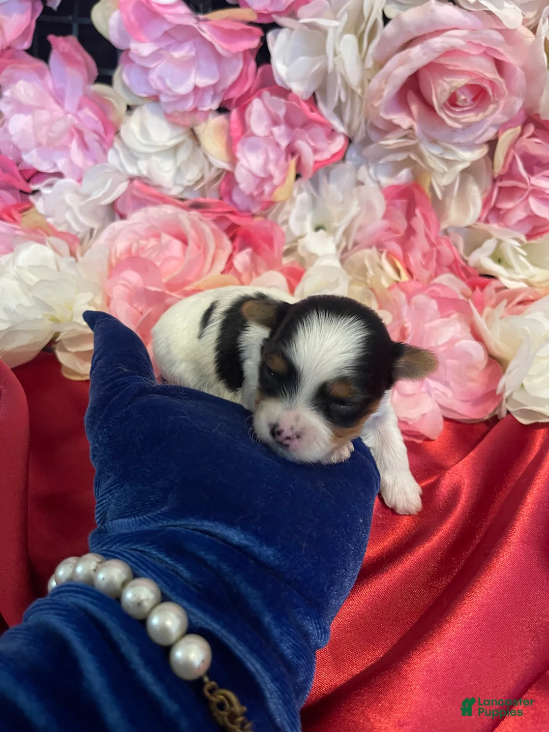 Yorkshire Terrier dogs for sale: Biscoff - Ad 3