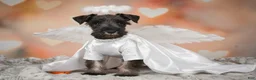 Miniature Schnauzer dogs for sale: Rose - Ad 1