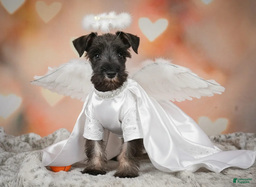 Miniature Schnauzer dogs for sale: Rose - Ad 1
