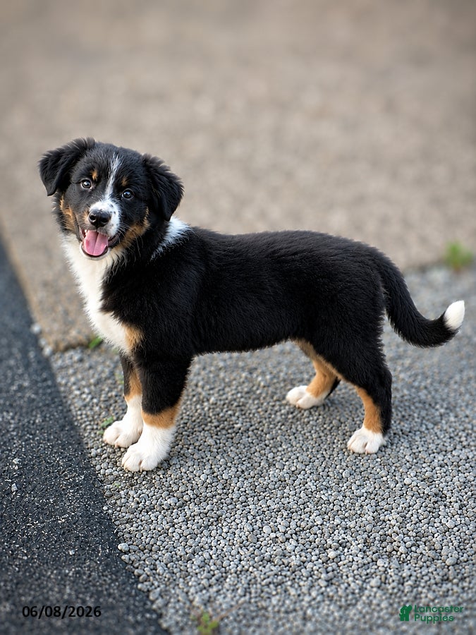 Australian Shepherd dogs Daisy - Ad 1