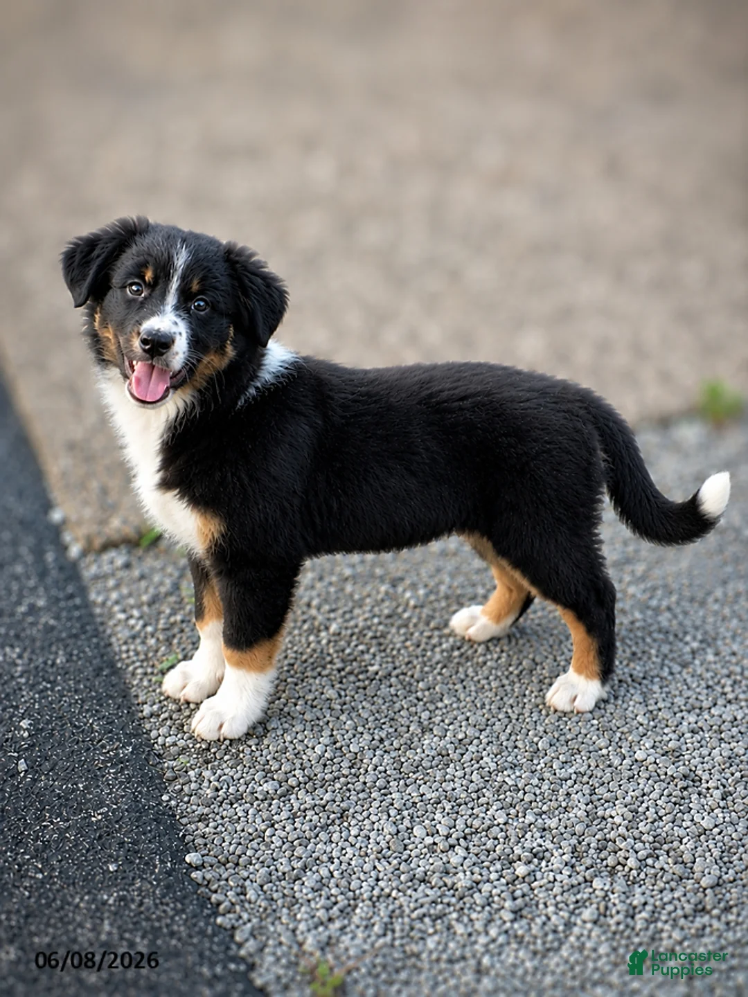 Australian Shepherd dogs for sale: Daisy - Ad 1