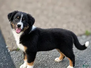 Australian Shepherd dogs for sale: Daisy - Ad 3