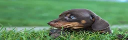 Miniature Dachshund dogs for sale: Zippy🐾 - Ad 14