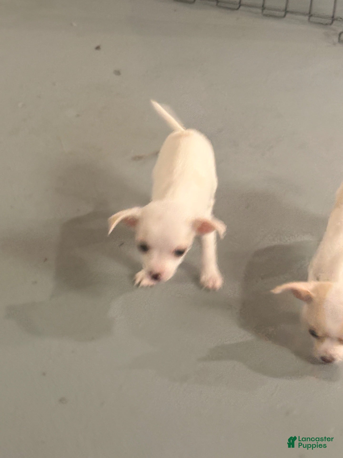 Chihuahua dogs Chihuahua 3 - Ad 9