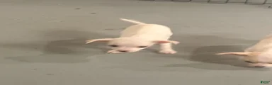 Chihuahua 3