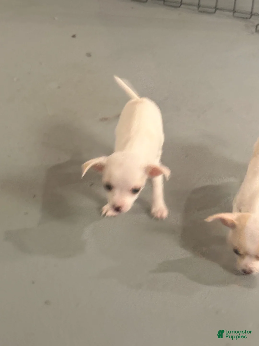 Chihuahua dogs for sale: Chihuahua 3 - Ad 1