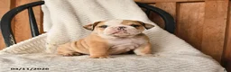 English Bulldog dogs for sale: Murray - Ad 1