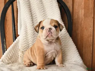 English Bulldog dogs for sale: Murray - Ad 1