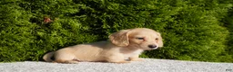 Miniature Dachshund dogs for sale: Dexter AKC - Ad 3
