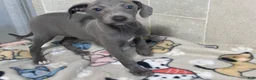 Italian Greyhound dogs for sale: Flower - Ad 4