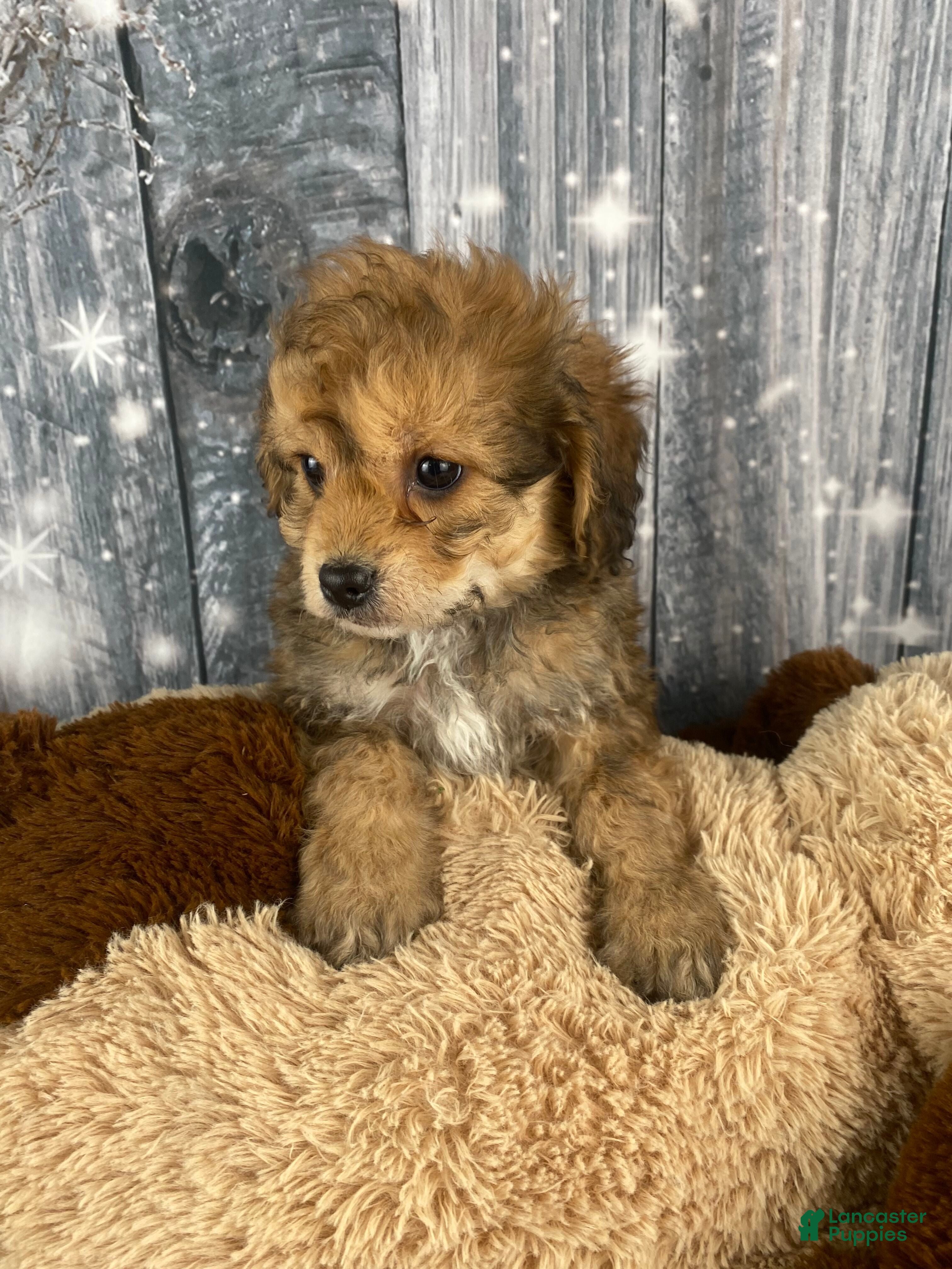 Cavapoo dogs Ace - Ad 2