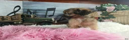 Chihuahua dogs for sale: Micro teacup chihuahua long hair. Hand Delivery  - Ad 8