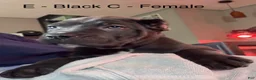 Cane Corso dogs for sale: Cane Corso Green - Ad 4