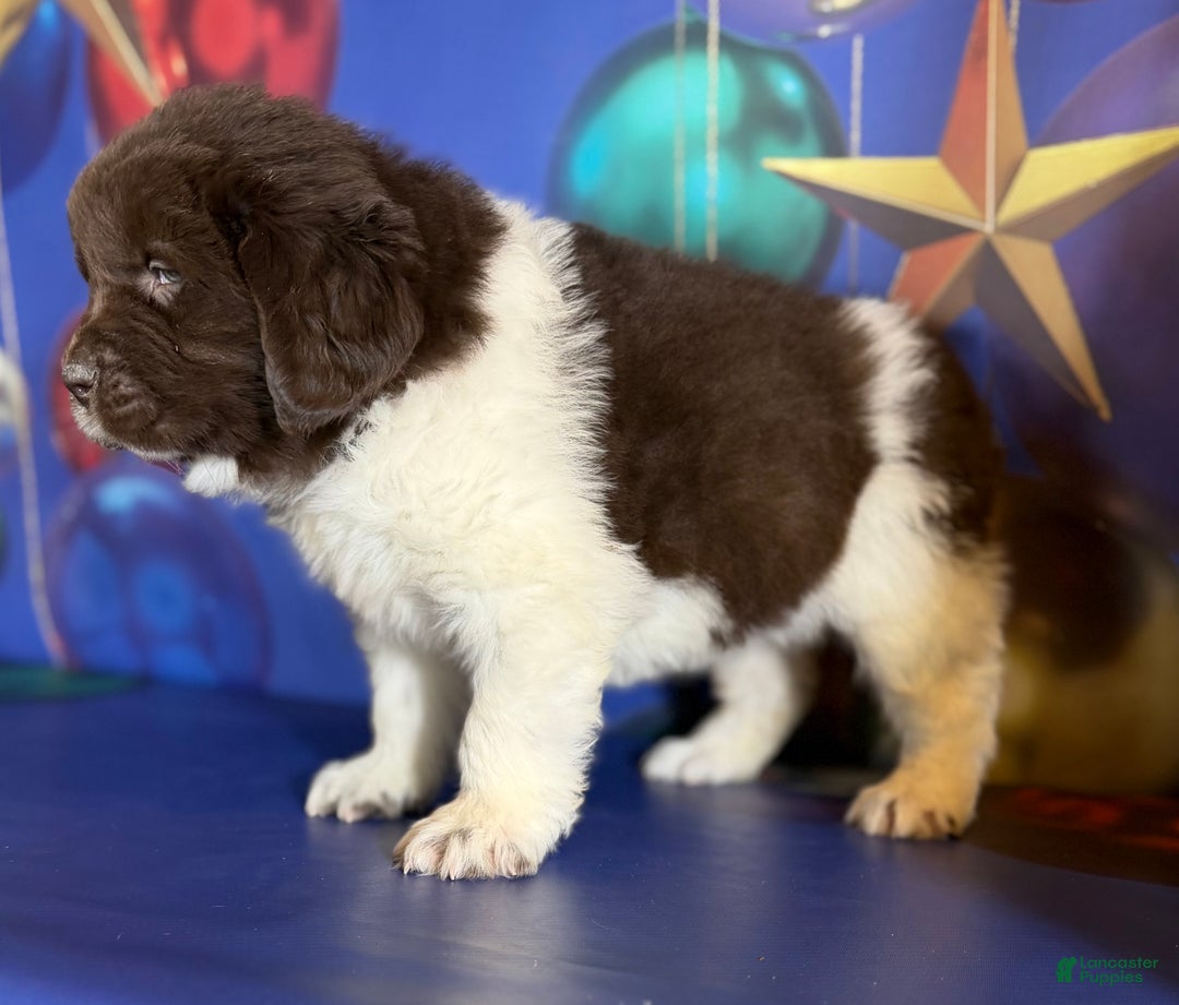 Mixed Breed dogs for sale: Stephanie OFA DNA - Ad 13