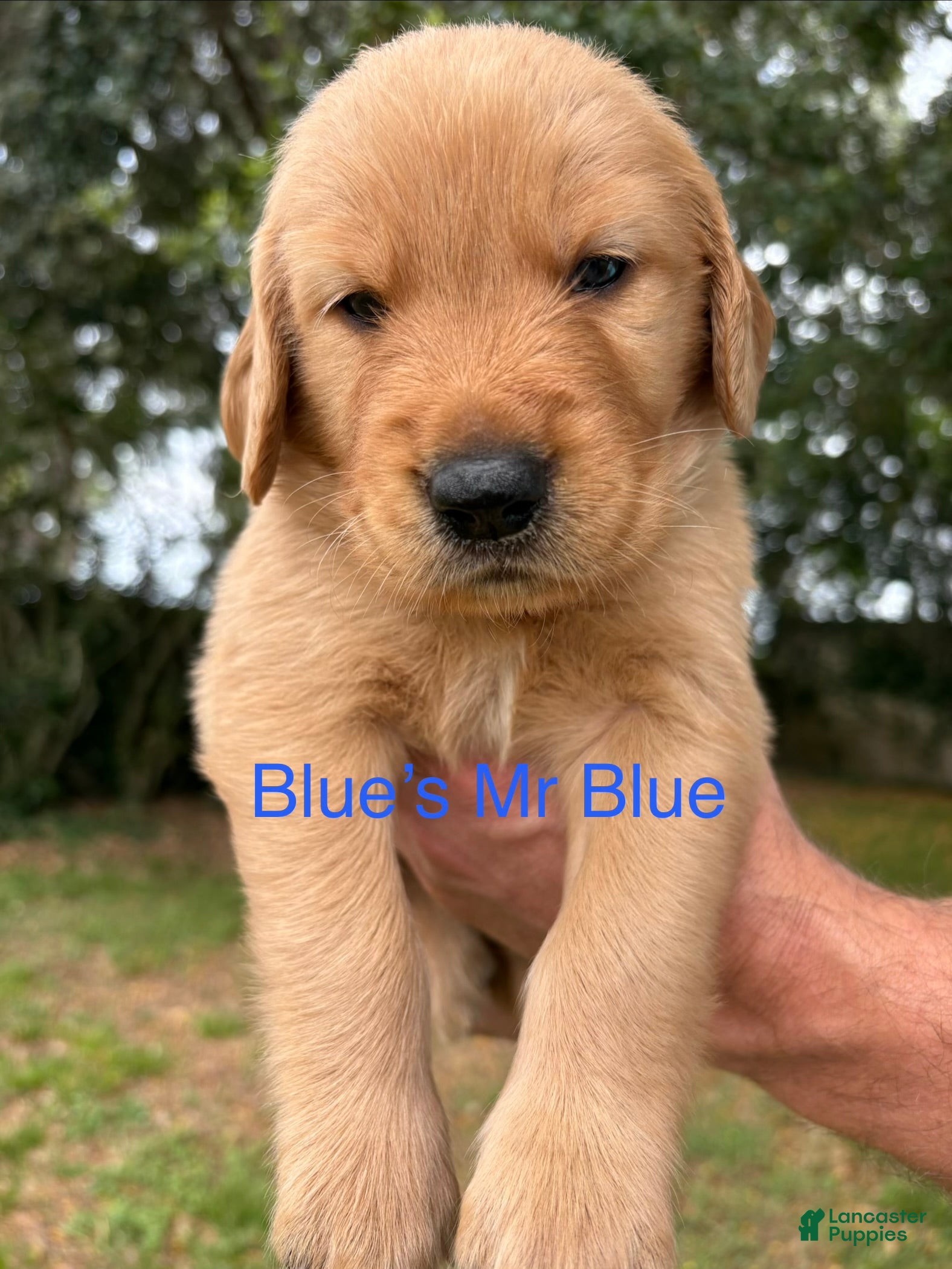 Golden Retriever dogs Mr Dark Blue - Ad 38