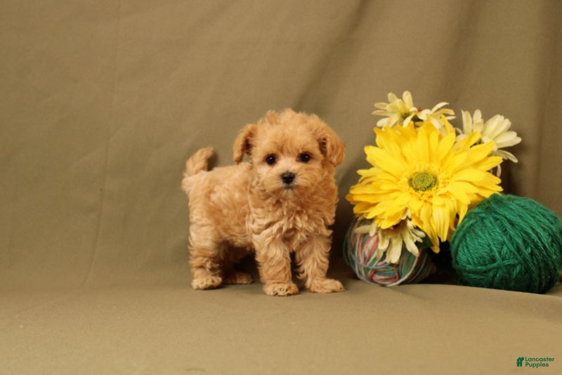 Maltipoo dogs Bob - Ad 1