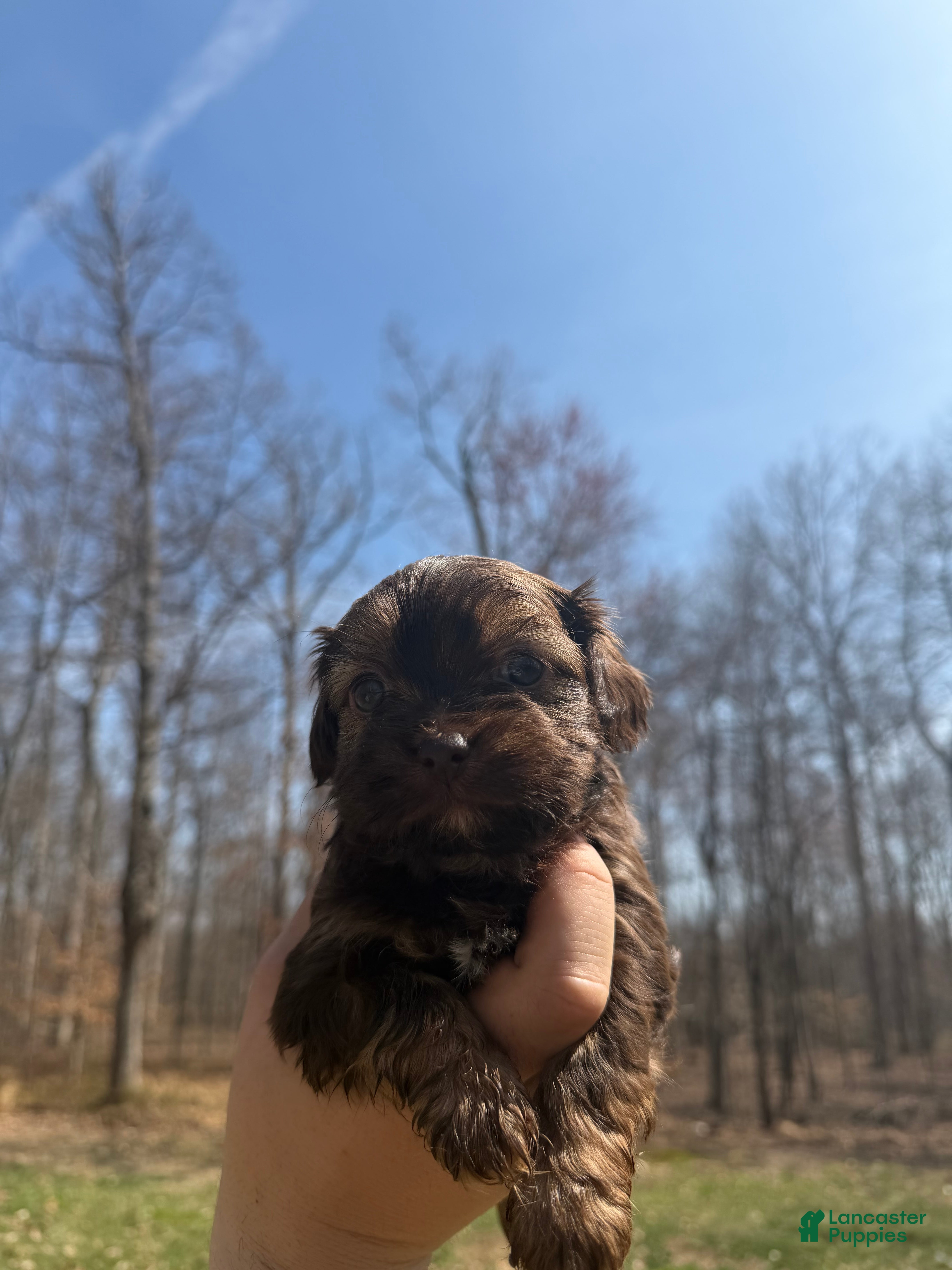 Shih Tzu dogs Bailey - Ad 1