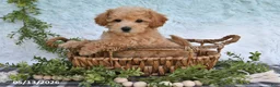Bichpoo dogs for sale: Harper - Ad 5