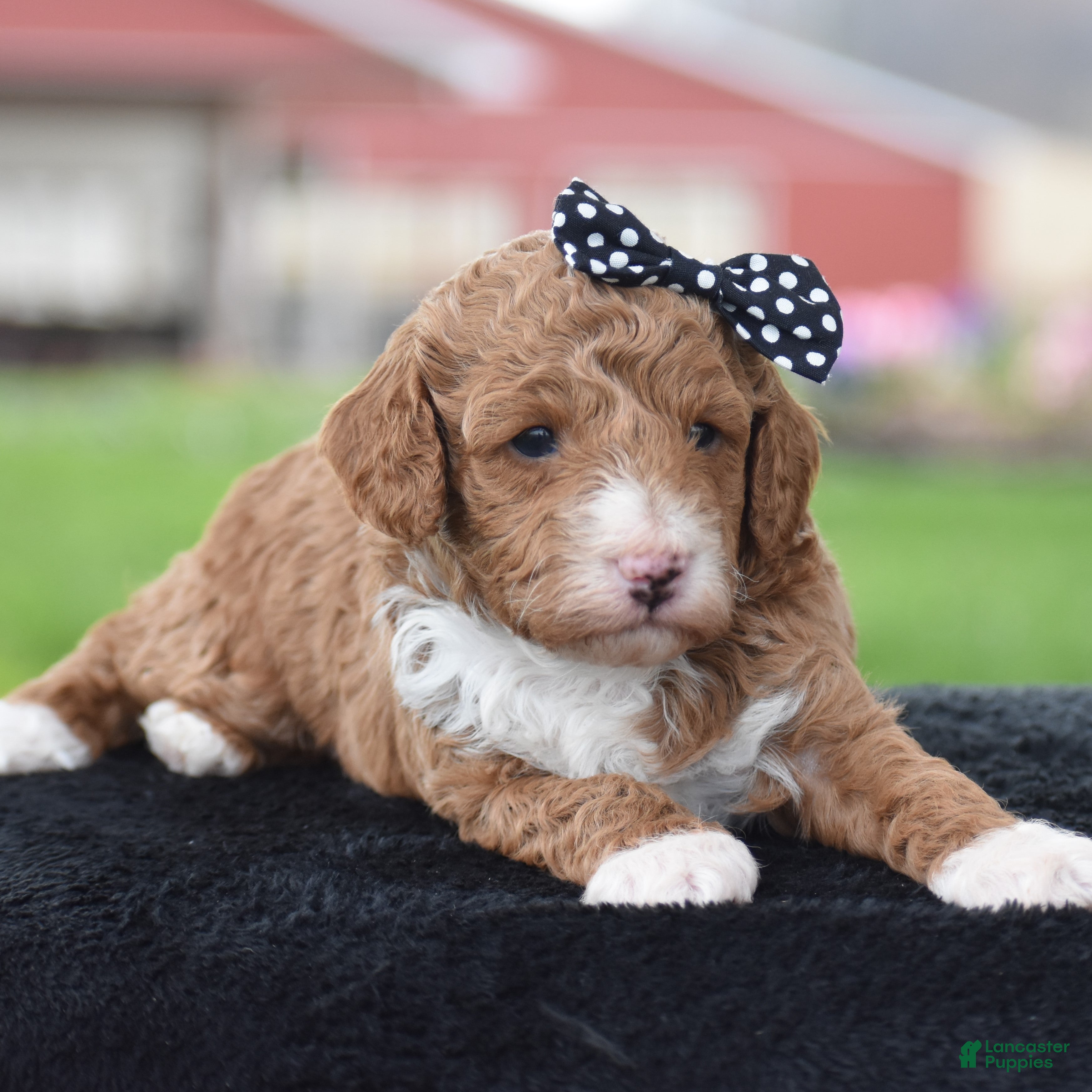 Miniature Poodle dogs Candie - Ad 2