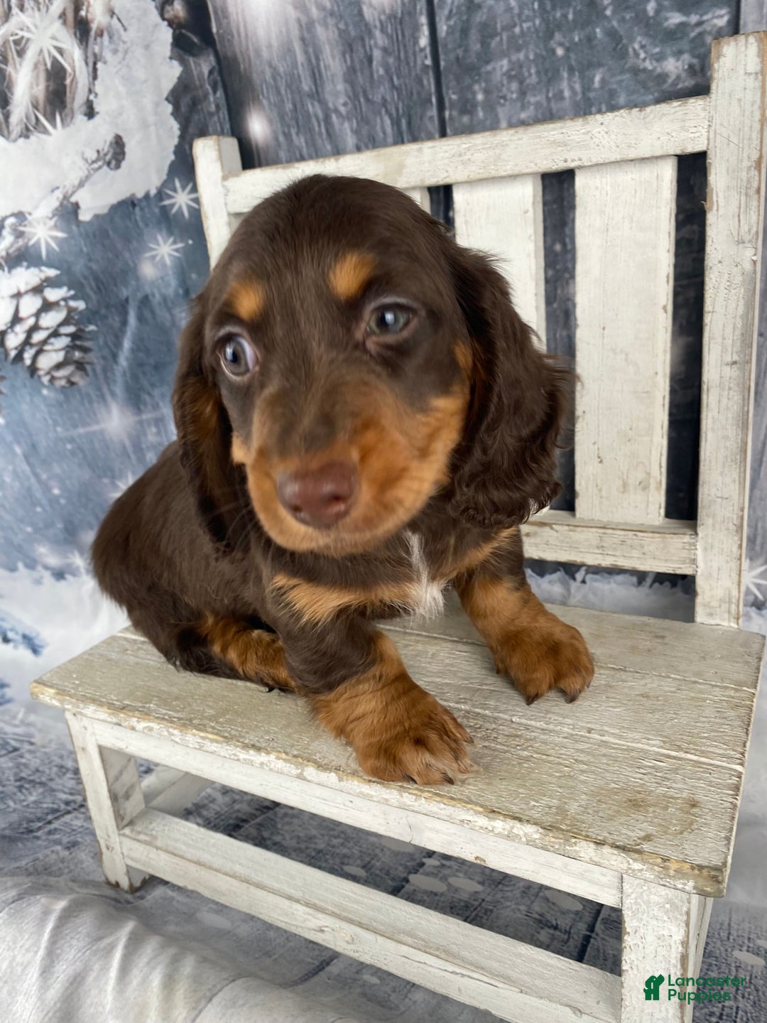 Miniature Dachshund dogs for sale: Toby - Ad 7