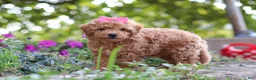 Miniature Poodle dogs for sale: Janika - Ad 5