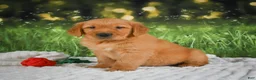 Golden Retriever dogs for sale: Jasper - Ad 9