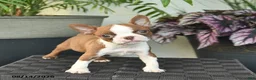 Boston Terrier dogs for sale: Waldo  - Ad 5
