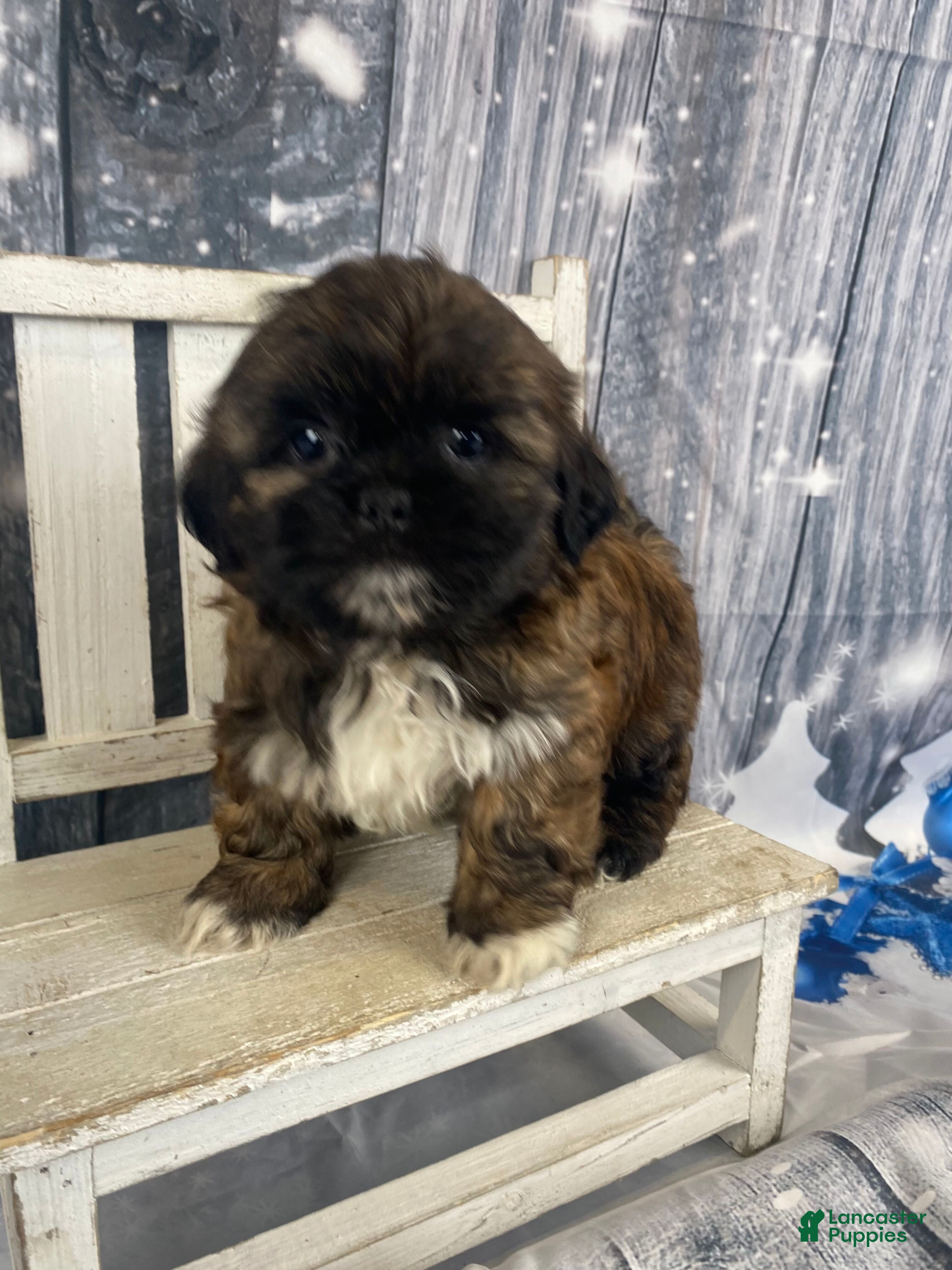 Shih Tzu dogs Buttons - Ad 38