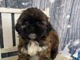 Shih Tzu dogs Buttons - Ad 7