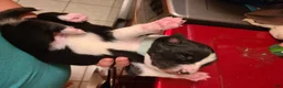Mixed Breed dogs for sale: Twix - Ad 2