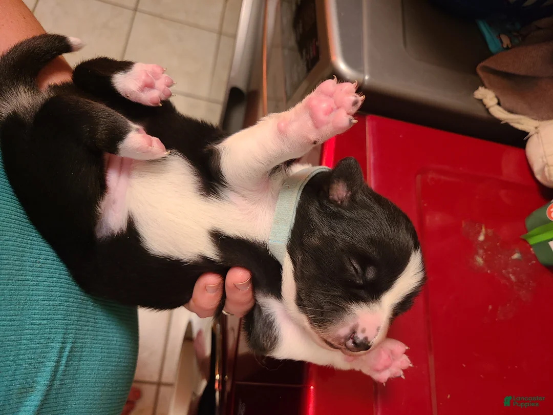 Mixed Breed dogs for sale: Twix - Ad 2