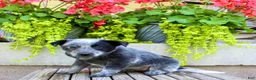 Australian Cattle Dog dogs for sale: Sadie - Ad 3