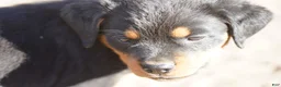 Rottweiler dogs for sale: Rottweiler F1 - Ad 7