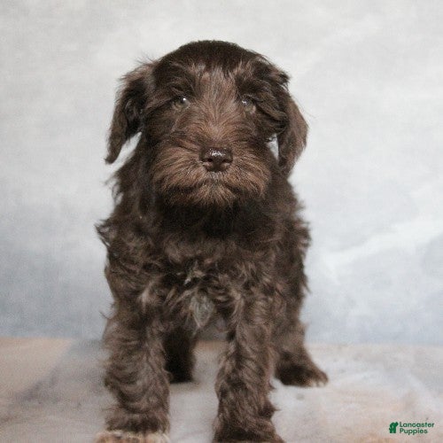 Miniature Schnauzer dogs Kaleb - Ad 24