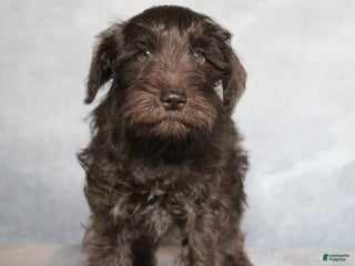 Miniature Schnauzer dogs Kaleb - Ad 34