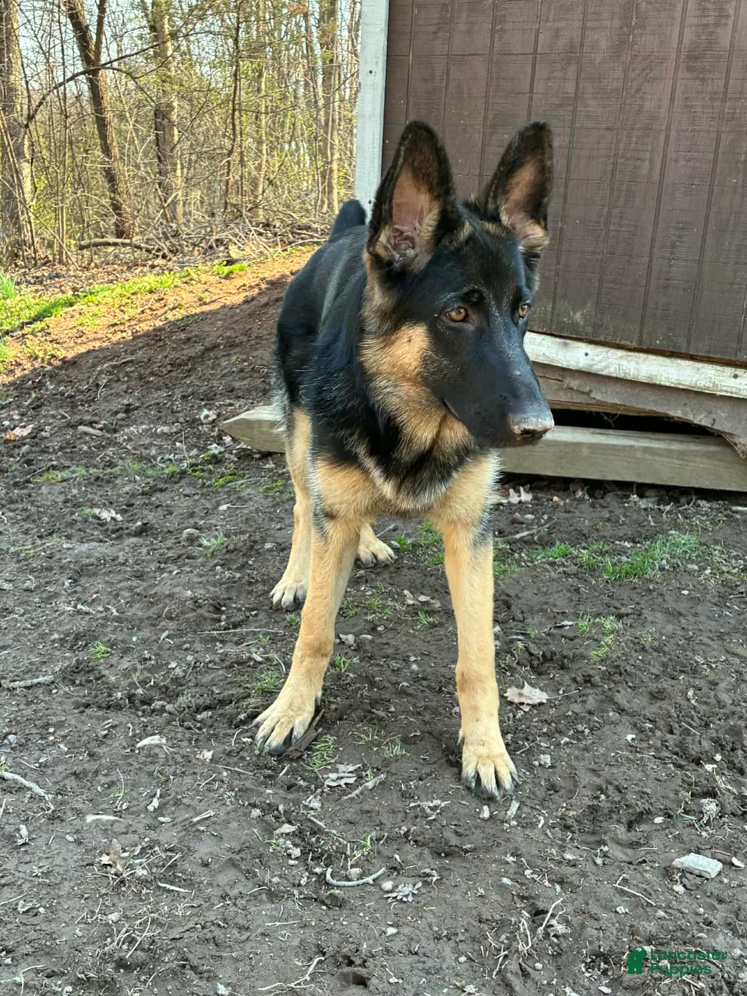 German Shepherd dogs for sale: Kayda - Ad 11