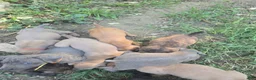 Cane Corso dogs for sale: Cane Corso 6 - Ad 3