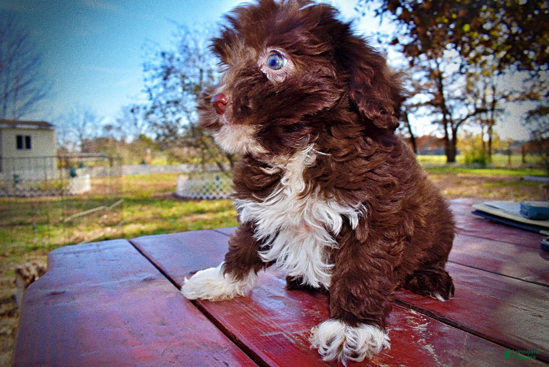 Havapoo dogs for sale: Ozzie - Ad 16