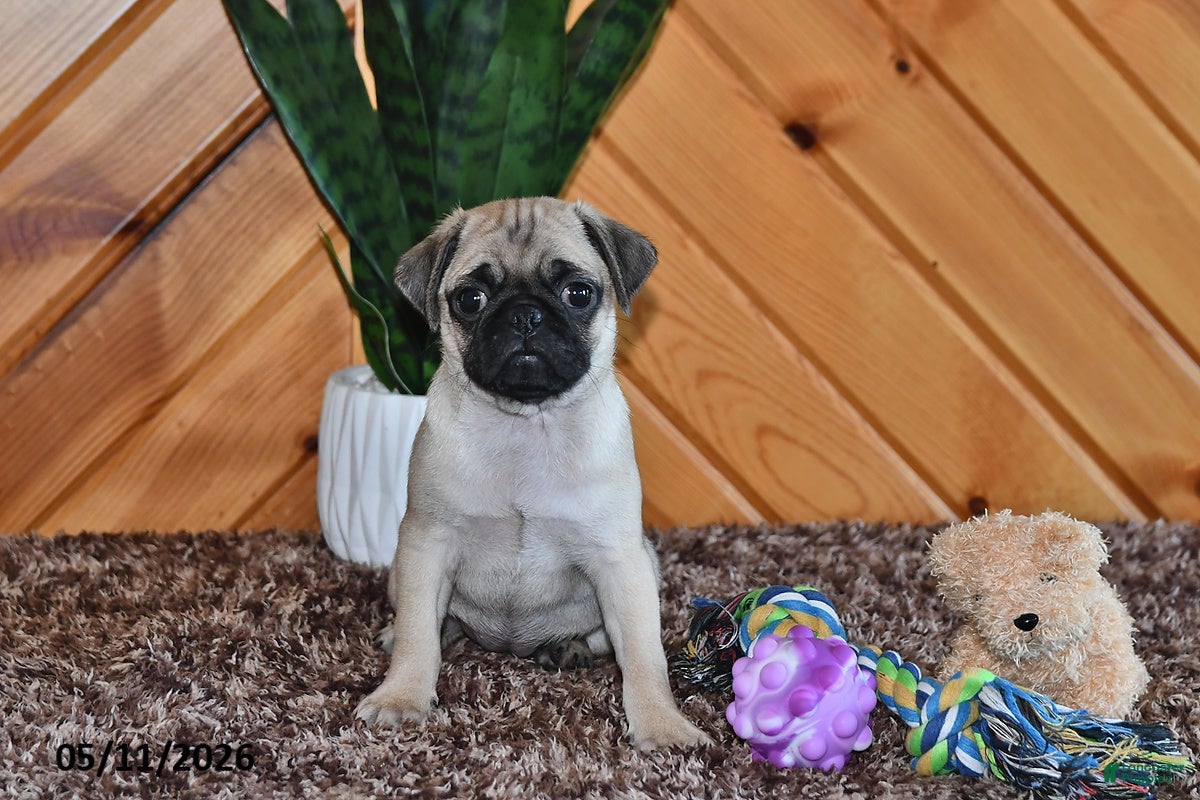 Pug dogs Amber - Ad 2