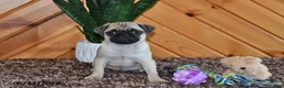 Pug dogs for sale: Amber - Ad 2
