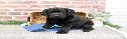 Labrador Retriever dogs for sale: Malachi - Ad 5